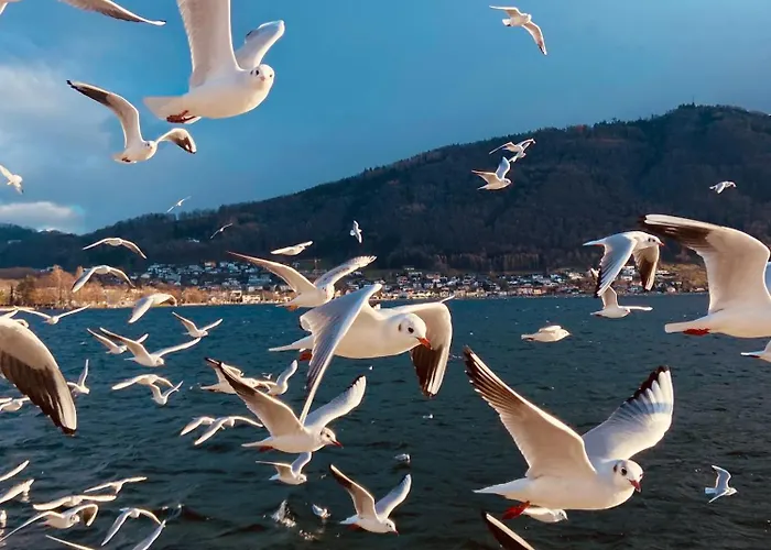 Marktplatz-residenz - 110 M Vom Traunsee アパート